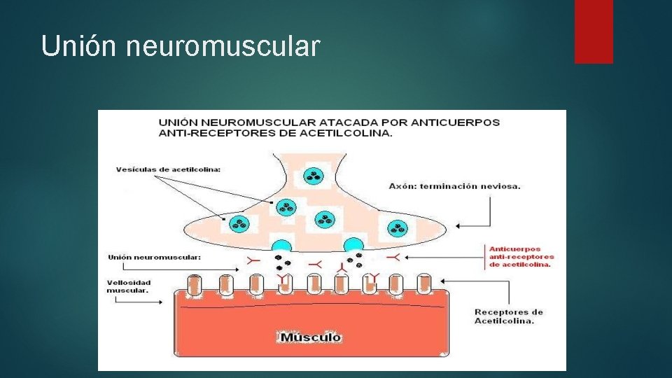 Unión neuromuscular 