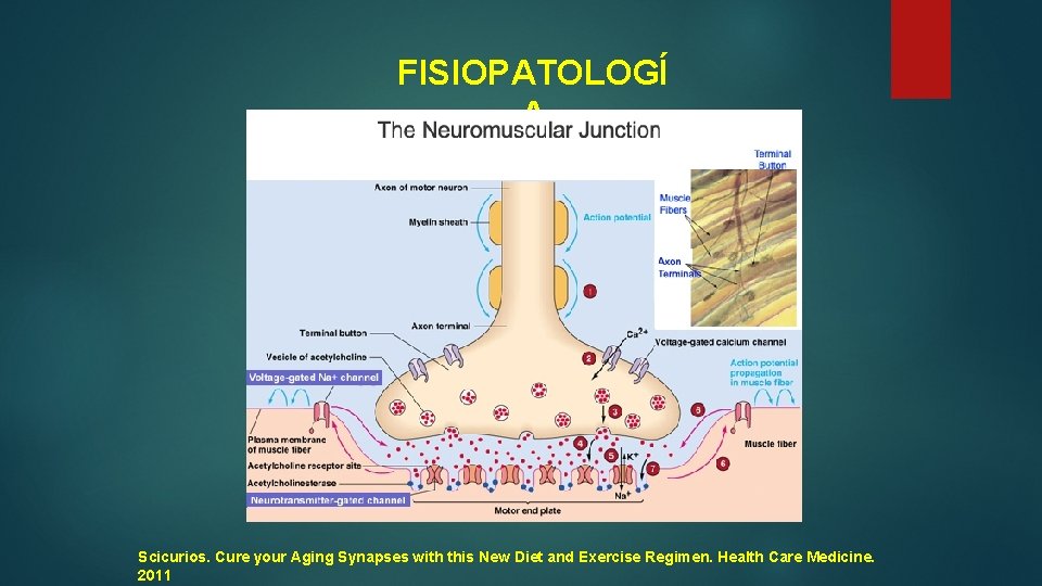 FISIOPATOLOGÍ A Scicurios. Cure your Aging Synapses with this New Diet and Exercise Regimen.