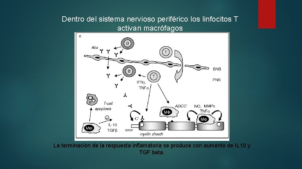 Dentro del sistema nervioso periférico los linfocitos T activan macrófagos La terminación de la