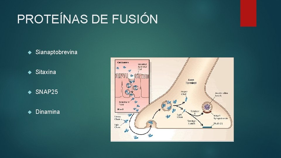 PROTEÍNAS DE FUSIÓN Sianaptobrevina Sitaxina SNAP 25 Dinamina 