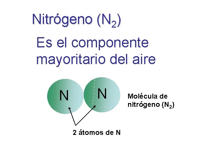 Nitrógeno (N 2) Es el componente mayoritario del aire N N 2 átomos de