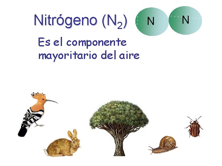 Nitrógeno (N 2) Es el componente mayoritario del aire N N 