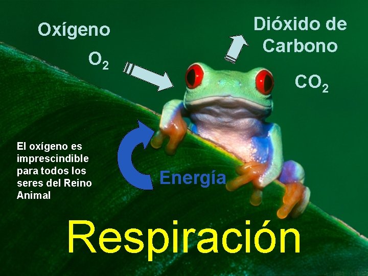 Dióxido de Carbono Oxígeno O 2 El oxígeno es imprescindible para todos los seres