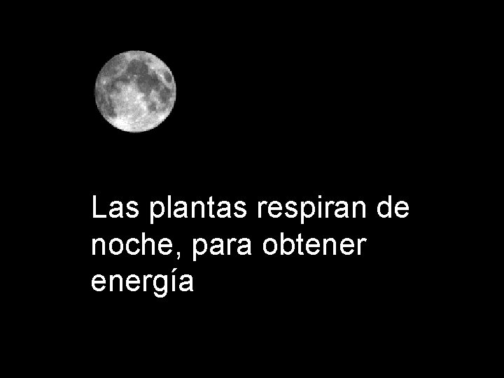 Las plantas respiran de noche, para obtenergía 