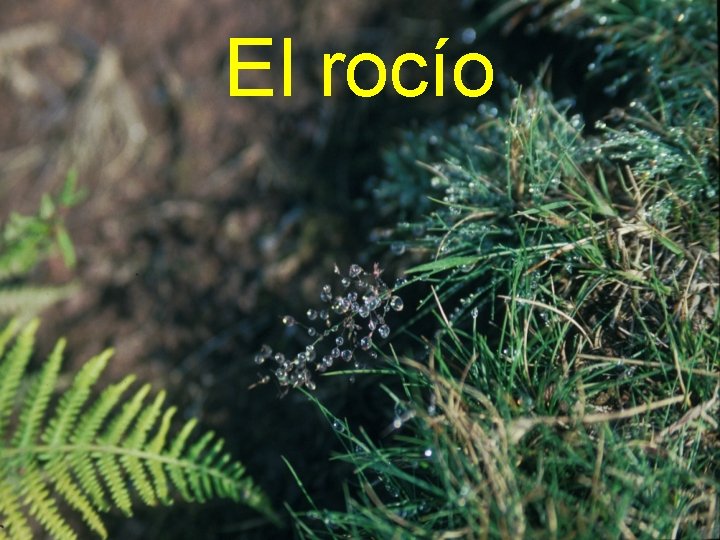 El rocío 