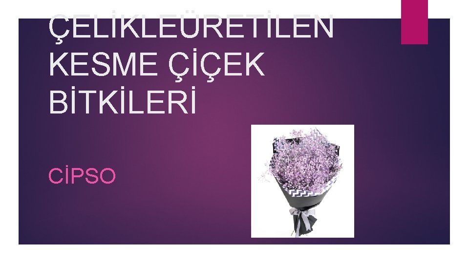 ÇELİKLEÜRETİLEN KESME ÇİÇEK BİTKİLERİ CİPSO 