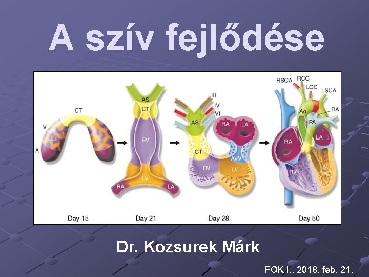 A szív fejlődése Dr. Kozsurek Márk FOK I. , 2018. feb. 21. 