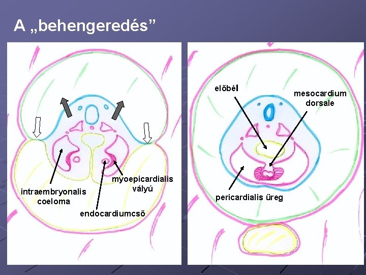 A „behengeredés” előbél intraembryonalis coeloma myoepicardialis vályú endocardiumcső pericardialis üreg mesocardium dorsale 