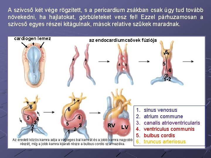 A szívcső két vége rögzített, s a pericardium zsákban csak úgy tud tovább növekedni,
