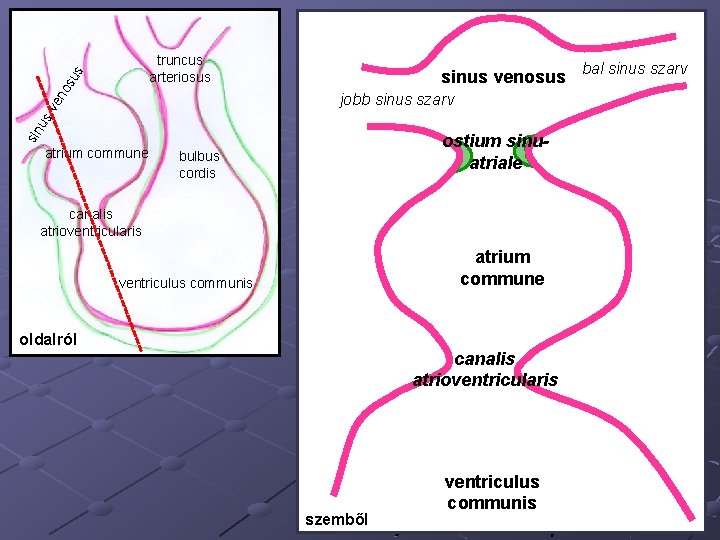 os us truncus arteriosus sinus venosus bal sinus szarv sin u sv en jobb