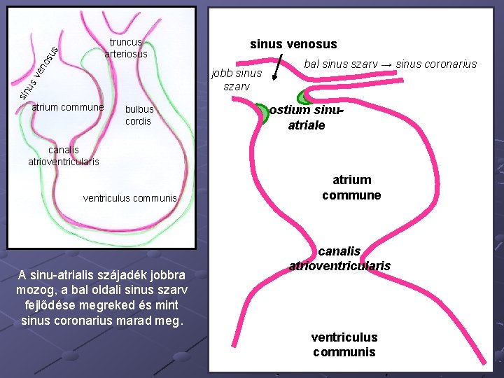 en os us truncus arteriosus sinus venosus sin u sv jobb sinus szarv atrium