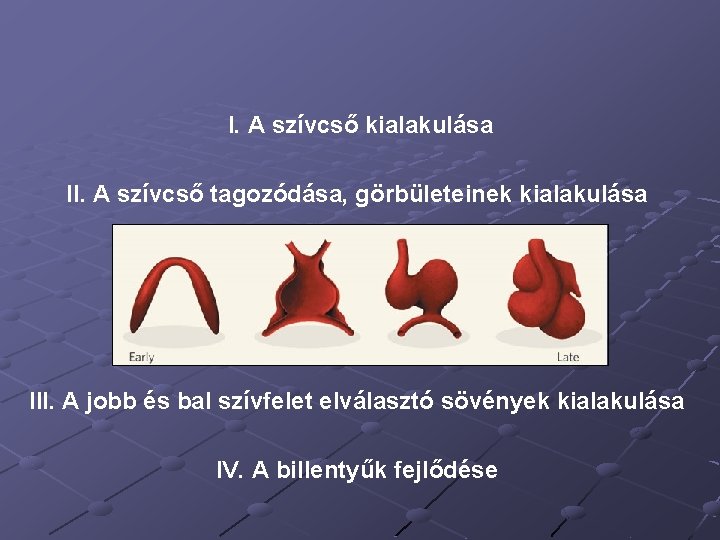 I. A szívcső kialakulása II. A szívcső tagozódása, görbületeinek kialakulása III. A jobb és