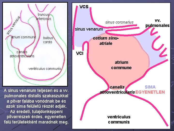 VCS sinus coronarius sv en os us truncus arteriosus sin u sinus venarum atrium