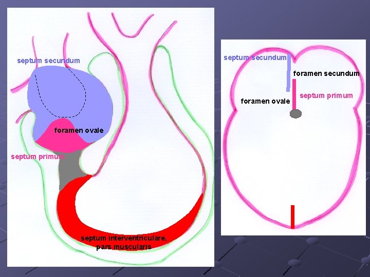 septum secundum foramen ovale septum primum septum interventriculare, pars muscularis septum primum 