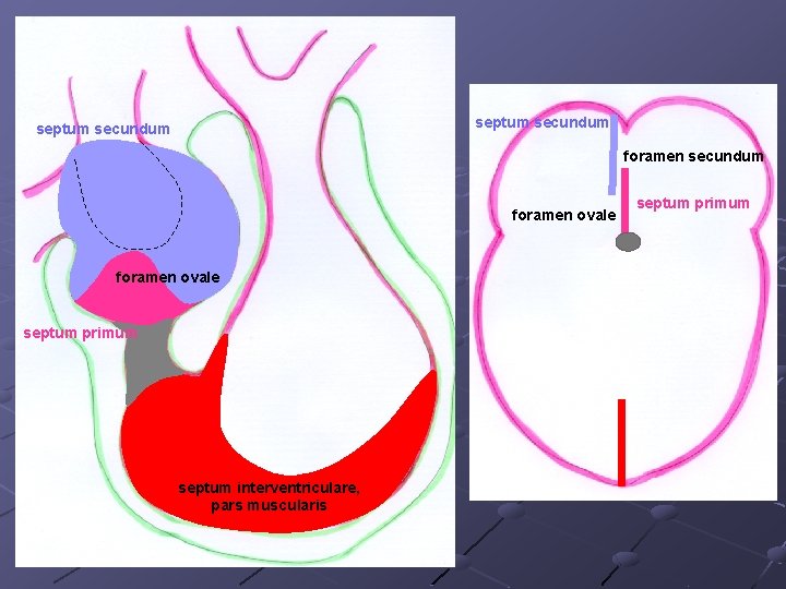 septum secundum foramen ovale septum primum septum interventriculare, pars muscularis septum primum 