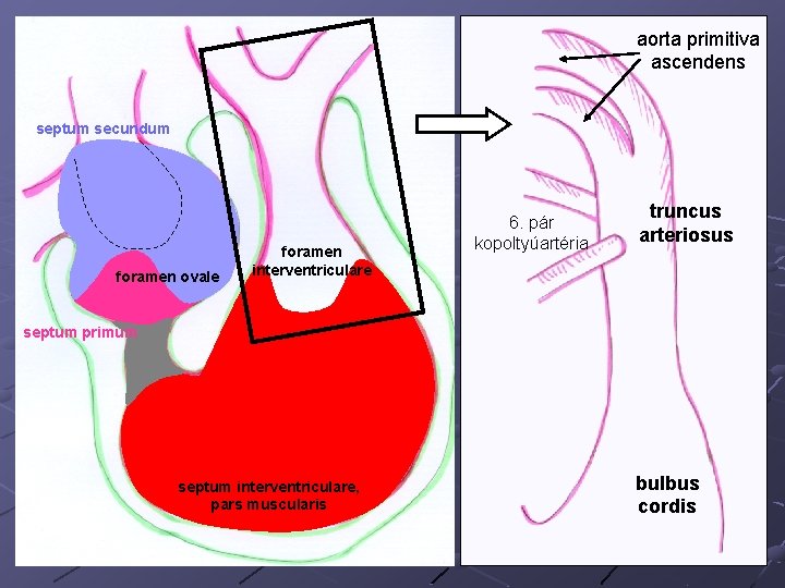 aorta primitiva ascendens septum secundum foramen ovale foramen interventriculare 6. pár kopoltyúartéria truncus arteriosus