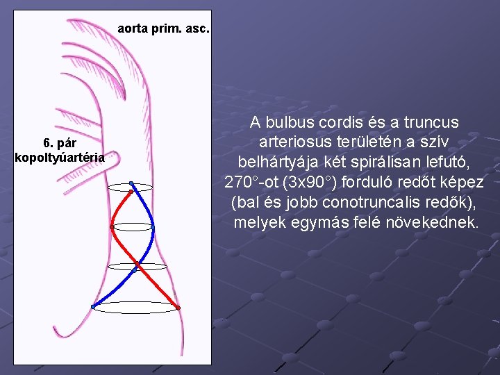 aorta prim. asc. 6. pár kopoltyúartéria A bulbus cordis és a truncus arteriosus területén