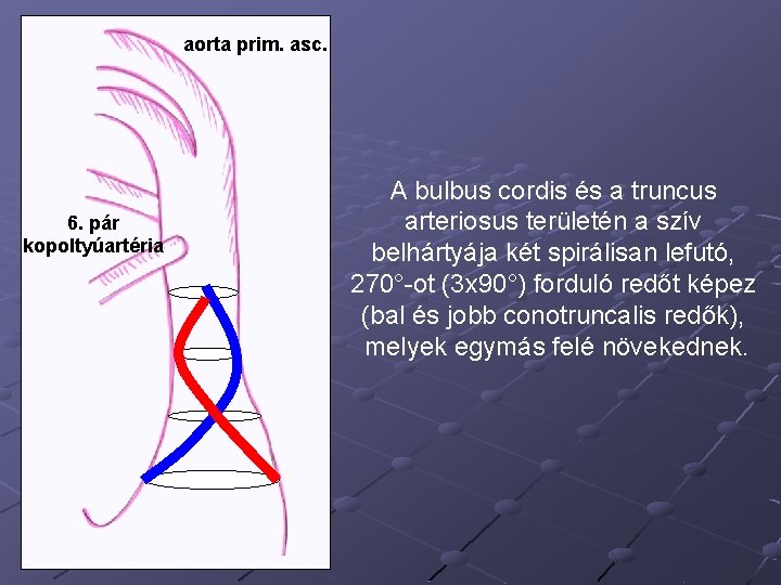 aorta prim. asc. 6. pár kopoltyúartéria A bulbus cordis és a truncus arteriosus területén