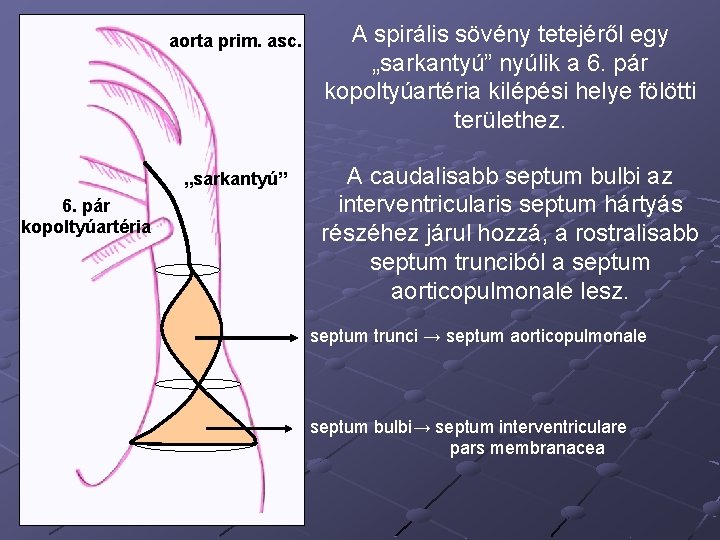aorta prim. asc. „sarkantyú” 6. pár kopoltyúartéria A spirális sövény tetejéről egy „sarkantyú” nyúlik