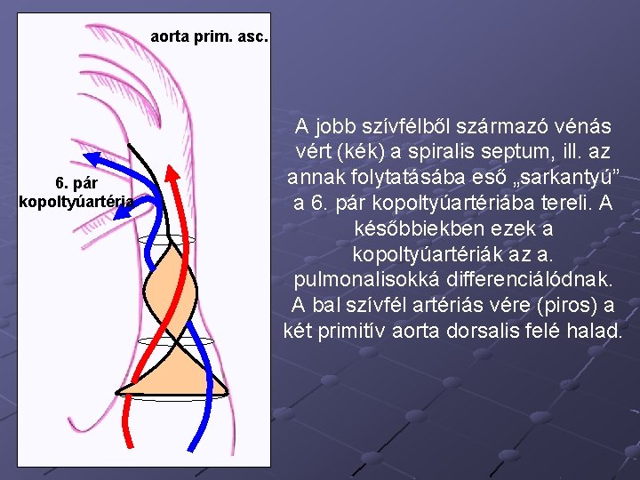 aorta prim. asc. 6. pár kopoltyúartéria A jobb szívfélből származó vénás vért (kék) a