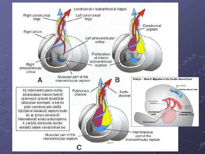conotruncal = bulbar/truncal ridges Az interventricularis nyílás elzárásában három helyről származó szöveti struktúrák játszanak