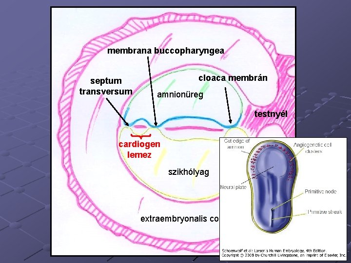 membrana buccopharyngea septum transversum cloaca membrán amnionüreg testnyél cardiogen lemez szikhólyag extraembryonalis coeloma 