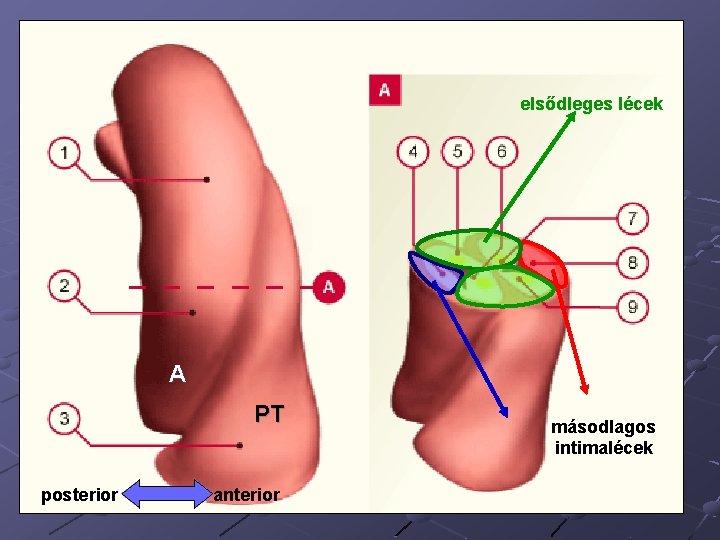 elsődleges lécek A PT posterior anterior másodlagos intimalécek 