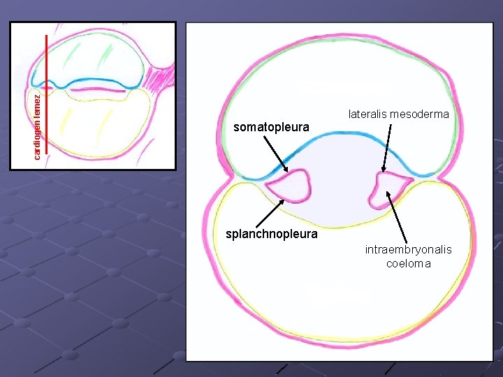 cardiogen lemez somatopleura lateralis mesoderma splanchnopleura intraembryonalis coeloma 