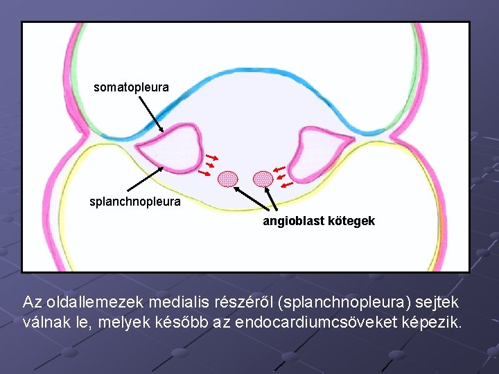 somatopleura splanchnopleura angioblast kötegek Az oldallemezek medialis részéről (splanchnopleura) sejtek válnak le, melyek később