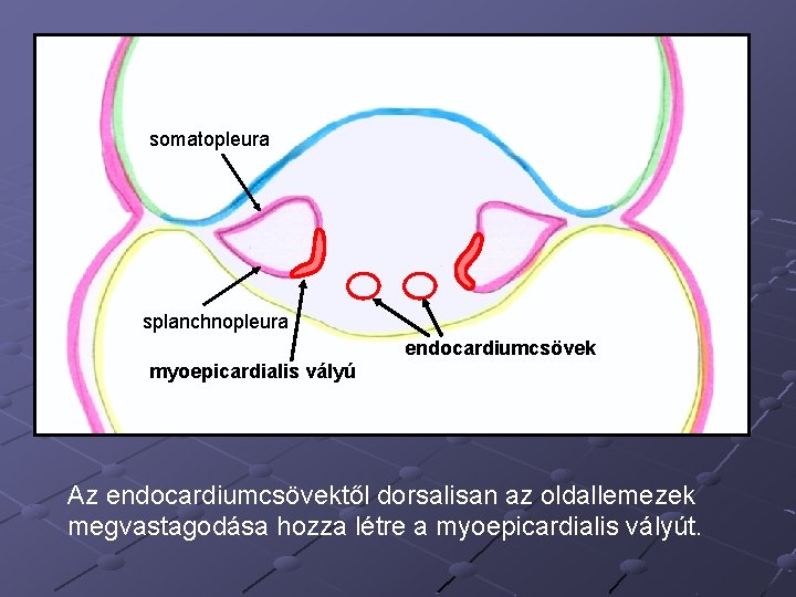 somatopleura splanchnopleura endocardiumcsövek myoepicardialis vályú Az endocardiumcsövektől dorsalisan az oldallemezek megvastagodása hozza létre a