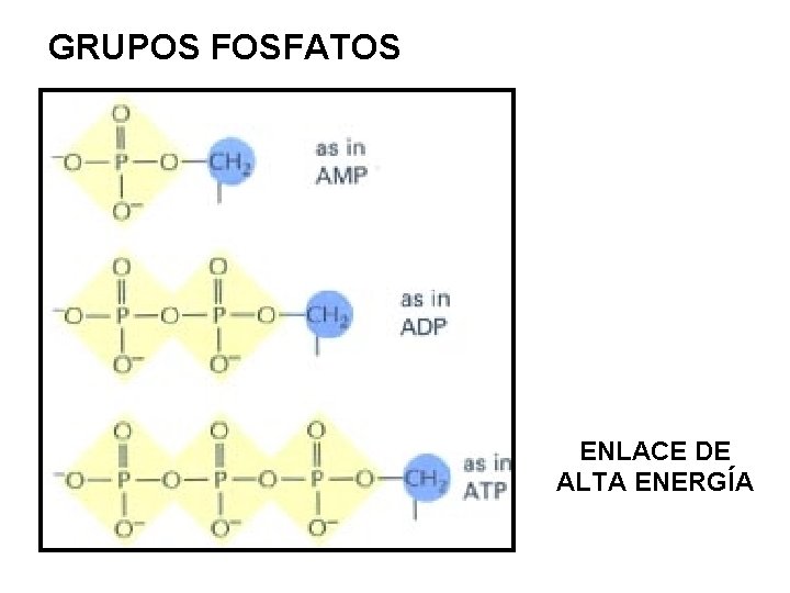 GRUPOS FOSFATOS ENLACE DE ALTA ENERGÍA GRUPOS FOSFATOS ENLACE DE ALTA ENERGÍA