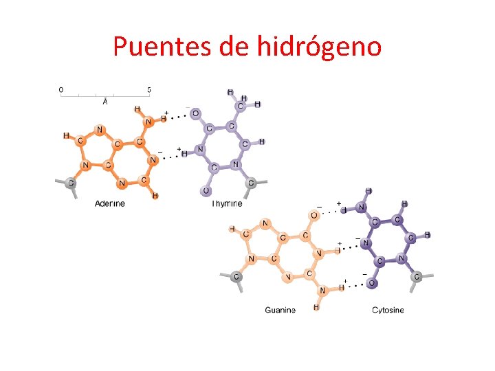 Puentes de hidrógeno Puentes de hidrógeno