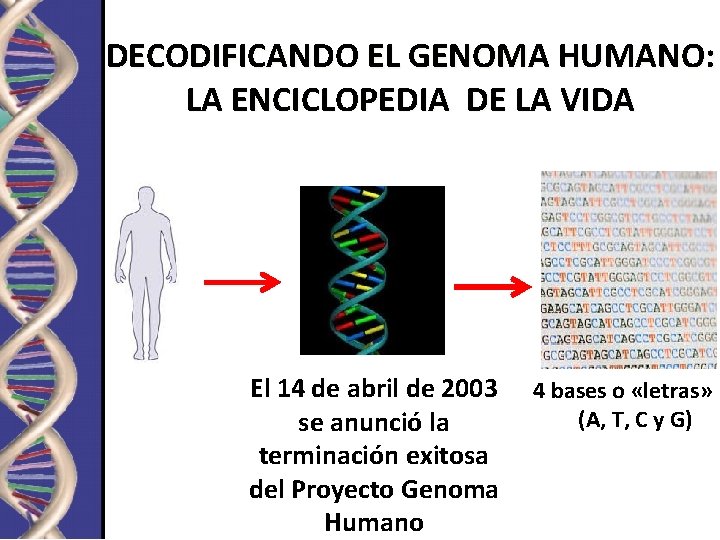 DECODIFICANDO EL GENOMA HUMANO: LA ENCICLOPEDIA DE LA VIDA El 14 de abril de DECODIFICANDO EL GENOMA HUMANO: LA ENCICLOPEDIA DE LA VIDA El 14 de abril de