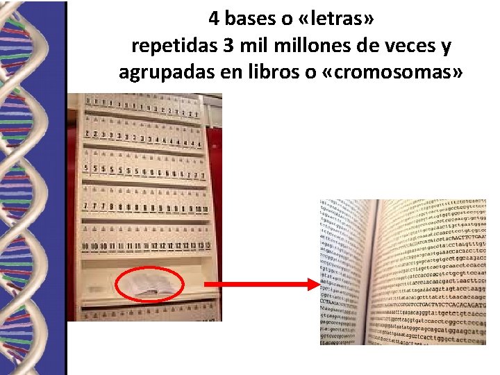 4 bases o «letras» repetidas 3 millones de veces y agrupadas en libros o 4 bases o «letras» repetidas 3 millones de veces y agrupadas en libros o