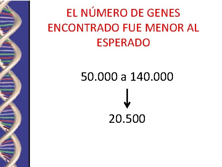 EL NÚMERO DE GENES ENCONTRADO FUE MENOR AL ESPERADO 50. 000 a 140. 000 EL NÚMERO DE GENES ENCONTRADO FUE MENOR AL ESPERADO 50. 000 a 140. 000