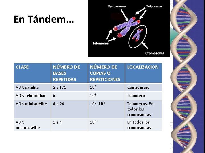 En Tándem… CLASE NÚMERO DE BASES REPETIDAS NÚMERO DE COPIAS O REPETICIONES LOCALIZACION ADN En Tándem… CLASE NÚMERO DE BASES REPETIDAS NÚMERO DE COPIAS O REPETICIONES LOCALIZACION ADN