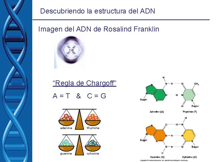 Descubriendo la estructura del ADN Imagen del ADN de Rosalind Franklin “Regla de Chargoff” Descubriendo la estructura del ADN Imagen del ADN de Rosalind Franklin “Regla de Chargoff”