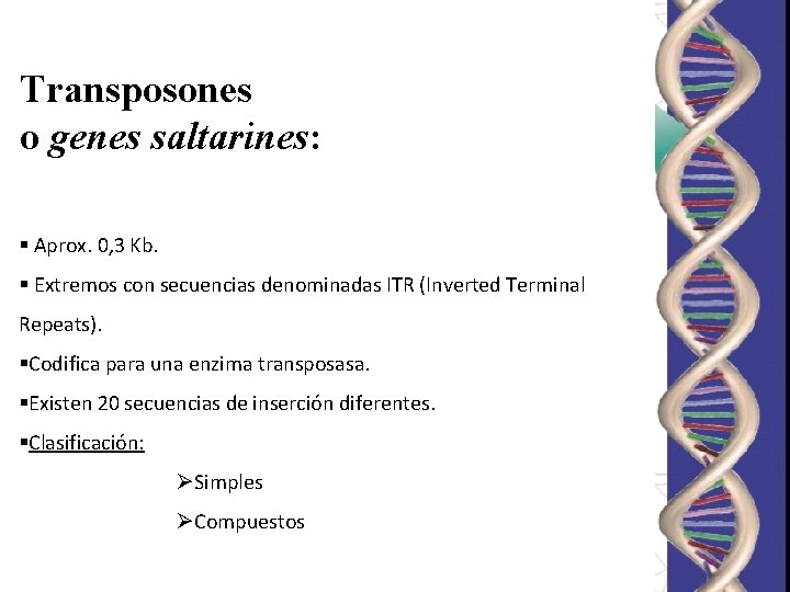 Transposones o genes saltarines: § Aprox. 0, 3 Kb. § Extremos con secuencias denominadas Transposones o genes saltarines: § Aprox. 0, 3 Kb. § Extremos con secuencias denominadas
