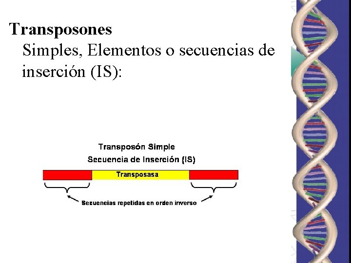 Transposones Simples, Elementos o secuencias de inserción (IS): Transposones Simples, Elementos o secuencias de inserción (IS):