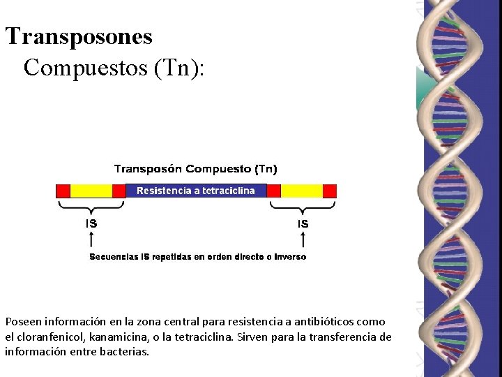 Transposones Compuestos (Tn): Poseen información en la zona central para resistencia a antibióticos como Transposones Compuestos (Tn): Poseen información en la zona central para resistencia a antibióticos como