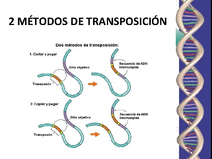 2 MÉTODOS DE TRANSPOSICIÓN 2 MÉTODOS DE TRANSPOSICIÓN
