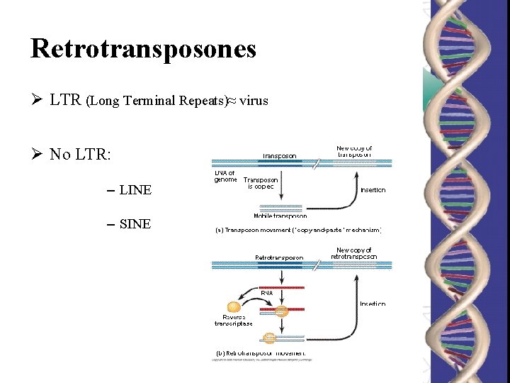 Retrotransposones Ø LTR (Long Terminal Repeats)≈ virus Ø No LTR: – LINE – SINE Retrotransposones Ø LTR (Long Terminal Repeats)≈ virus Ø No LTR: – LINE – SINE