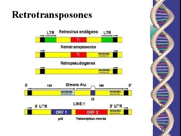 Retrotransposones Retrotransposones