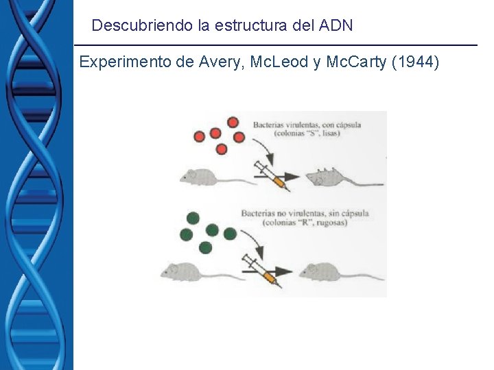 Descubriendo la estructura del ADN Experimento de Avery, Mc. Leod y Mc. Carty (1944) Descubriendo la estructura del ADN Experimento de Avery, Mc. Leod y Mc. Carty (1944)