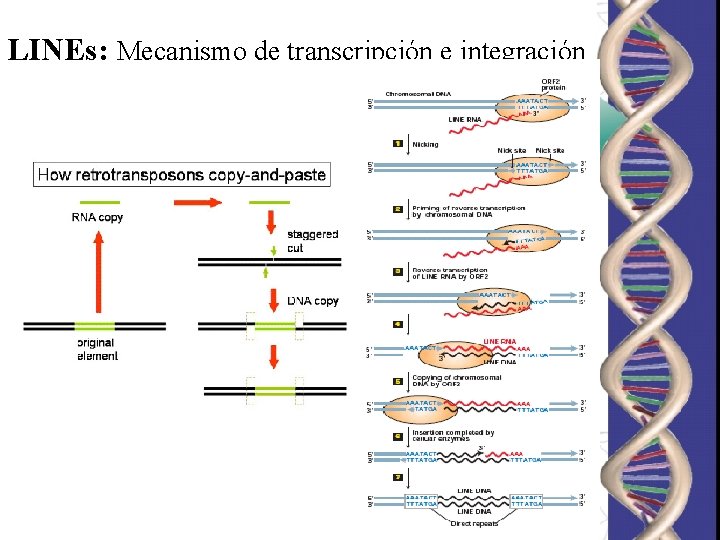 LINEs: Mecanismo de transcripción e integración LINEs: Mecanismo de transcripción e integración