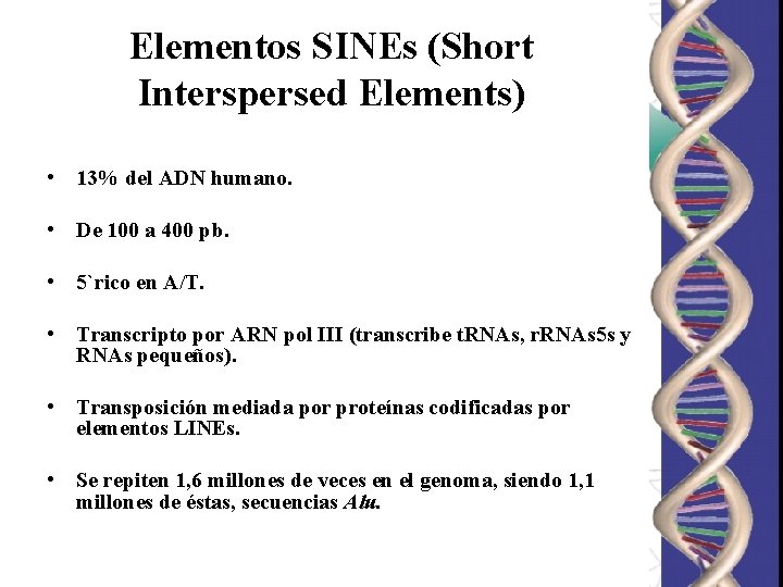 Elementos SINEs (Short Interspersed Elements) • 13% del ADN humano. • De 100 a Elementos SINEs (Short Interspersed Elements) • 13% del ADN humano. • De 100 a