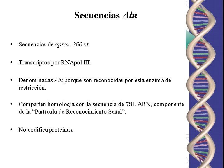 Secuencias Alu • Secuencias de aprox. 300 nt. • Transcriptos por RNApol III. • Secuencias Alu • Secuencias de aprox. 300 nt. • Transcriptos por RNApol III. •