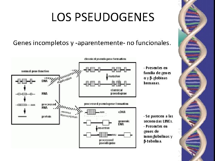 LOS PSEUDOGENES Genes incompletos y -aparentemente- no funcionales. - Presentes en familia de genes LOS PSEUDOGENES Genes incompletos y -aparentemente- no funcionales. - Presentes en familia de genes