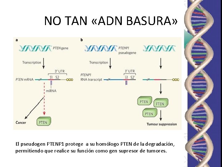 NO TAN «ADN BASURA» El pseudogen PTENP 1 protege a su homólogo PTEN de NO TAN «ADN BASURA» El pseudogen PTENP 1 protege a su homólogo PTEN de