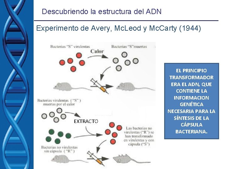 Descubriendo la estructura del ADN Experimento de Avery, Mc. Leod y Mc. Carty (1944) Descubriendo la estructura del ADN Experimento de Avery, Mc. Leod y Mc. Carty (1944)